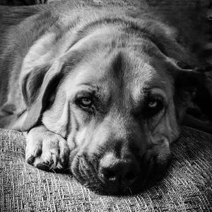 Meet your Posher, William